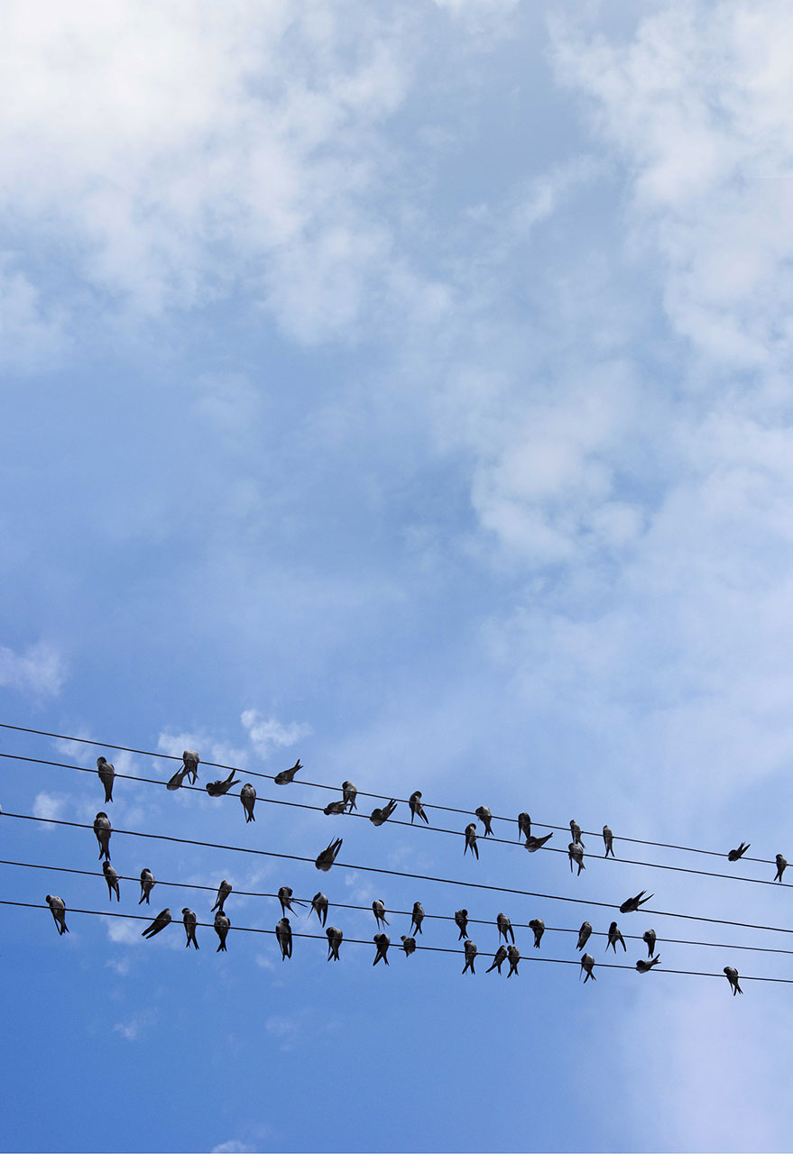 Elvaco Vogelschwarm auf Stromleitung
